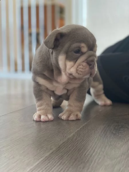 akc registra cuccioli di bulldog inglese | Foto 2