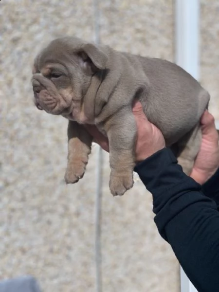 akc registra cuccioli di bulldog inglese | Foto 1