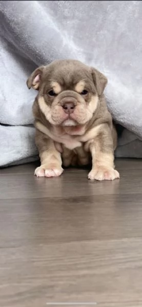 akc registra cuccioli di bulldog inglese | Foto 0