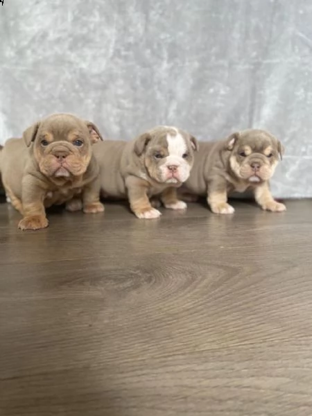 akc registra cuccioli di bulldog inglese