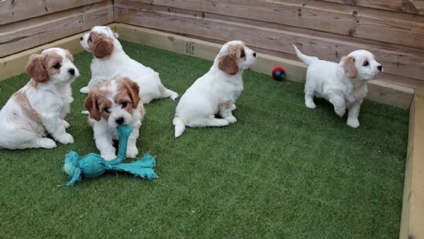 bellissimi cuccioli di cavachon | Foto 3