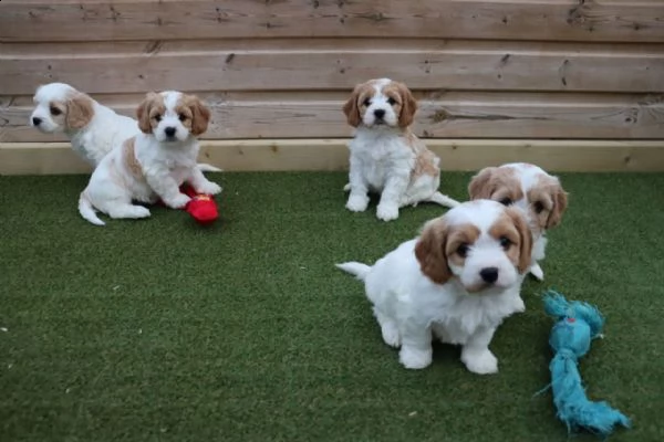 bellissimi cuccioli di cavachon