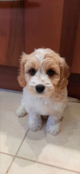 bellissimi cuccioli di cavachon | Foto 2