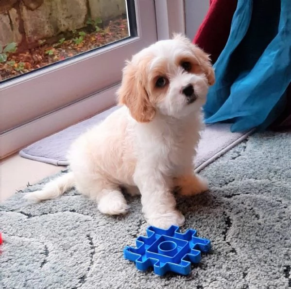 bellissimi cuccioli di cavachon | Foto 1