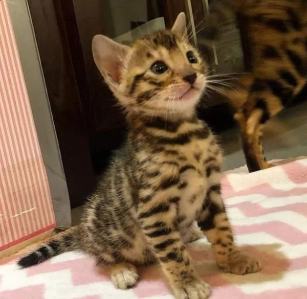 gattini cuccioli del bengala | Foto 0