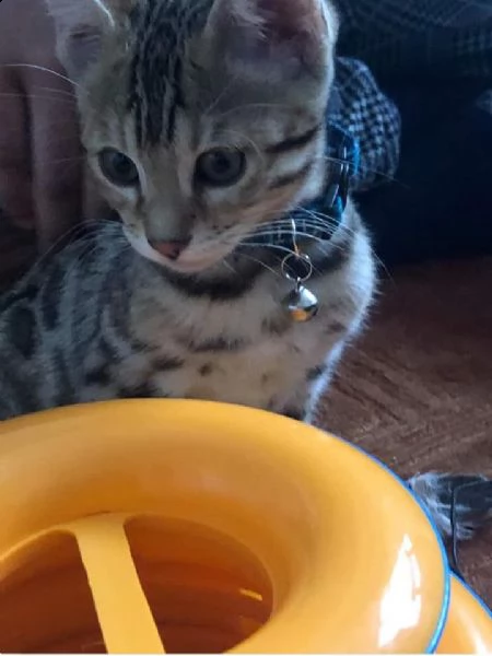 cuccioli gatto bengala disponibili | Foto 0