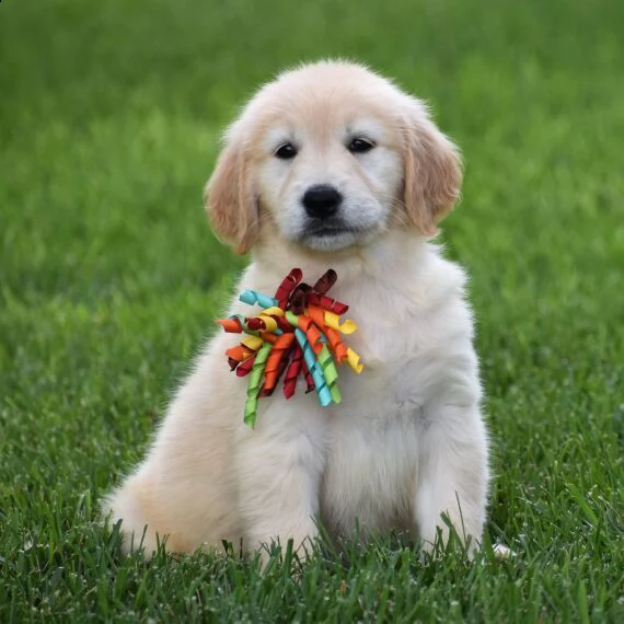 golden retriever cuccioli per l'adozione bellissima cucciolata cerca nuova famiglia, 4 maschi e 3 fe