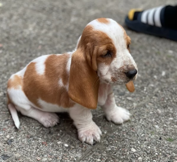 regarlo bassethound cuccioli