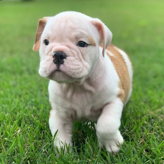 bulldog inglese cuccioli per l'adozione