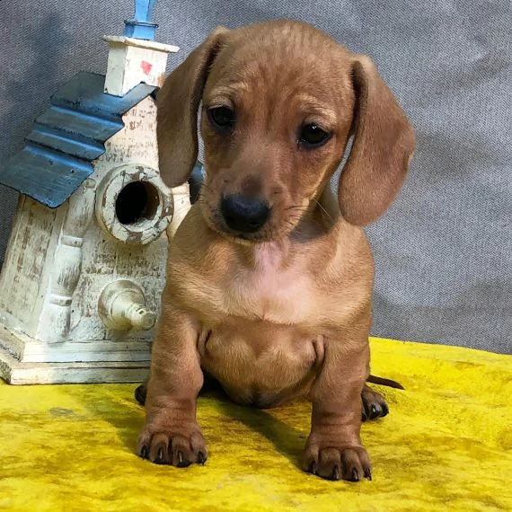 regarlo bassethound cuccioli