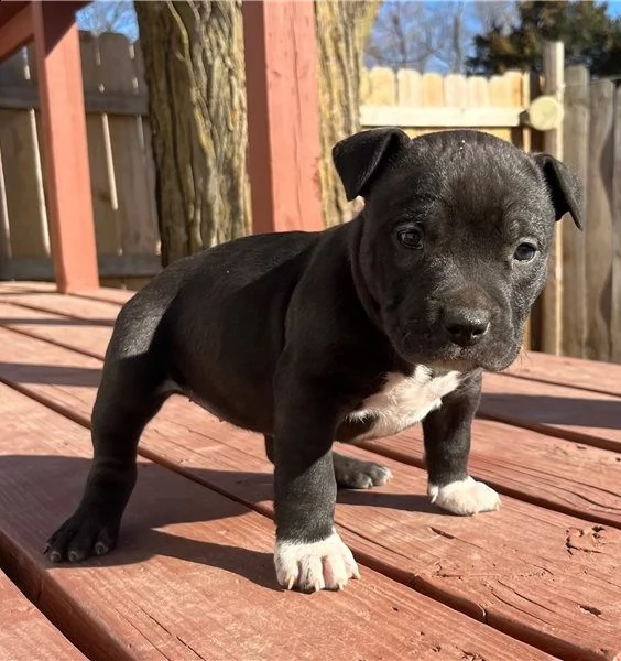 pit bull cuccioli per l'adozione