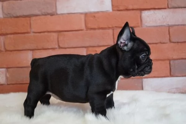 bellissimi cuccioli di frach buldog maschi e  | Foto 2