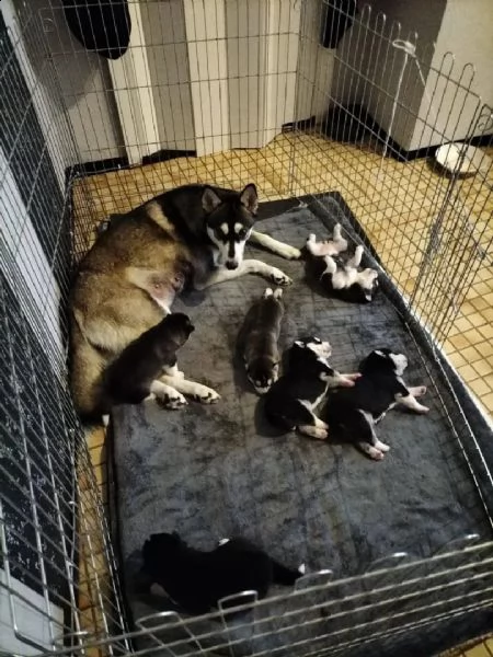 4 bellissimi cuccioli di siberian husky di razza pura (3 femmine e 1 maschio).