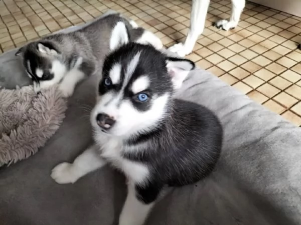 4 bellissimi cuccioli di siberian husky di razza pura (3 femmine e 1 maschio). | Foto 0