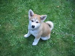 regalo akita-inu | Foto 0