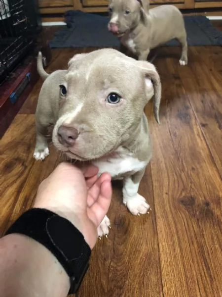 regalo cuccioli di pitbull, maschio e femmina | Foto 1