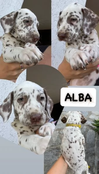 Cucciole di dalmata con pedigree 