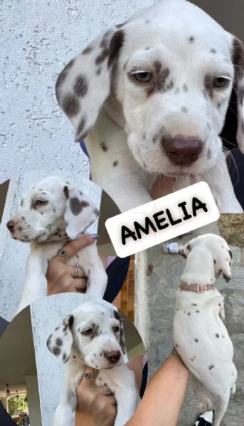 Cucciole di dalmata con pedigree  | Foto 1