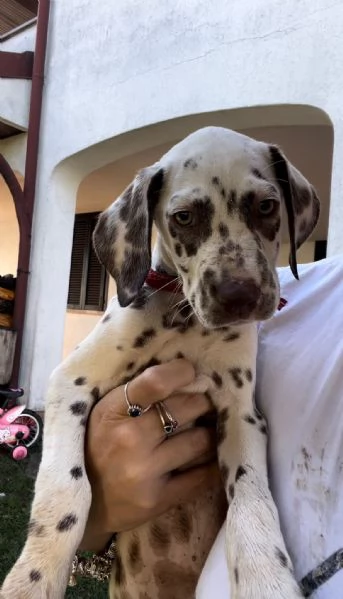 Cucciole di dalmata con pedigree  | Foto 0