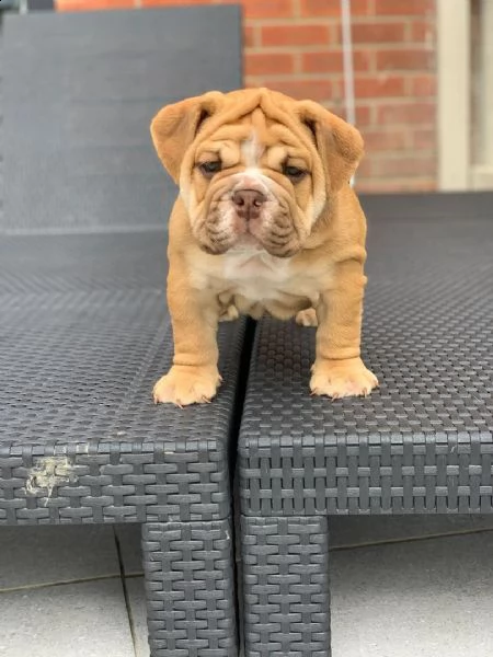 cuccioli inglese bulldog disponibili per adozione 