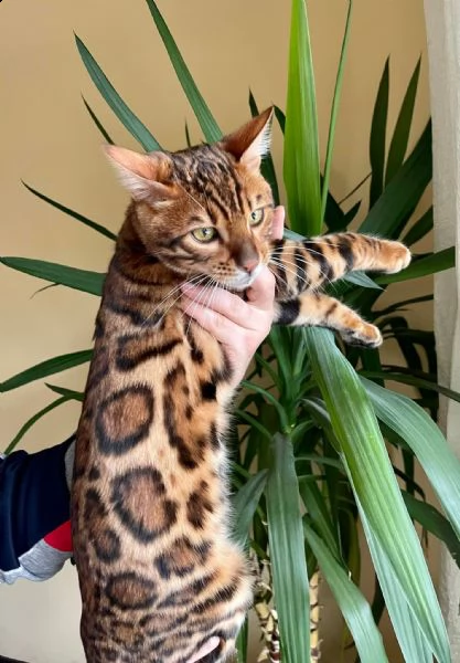 bengal cuccioli disponibili | Foto 0