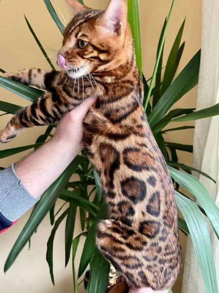 bengal cuccioli disponibili