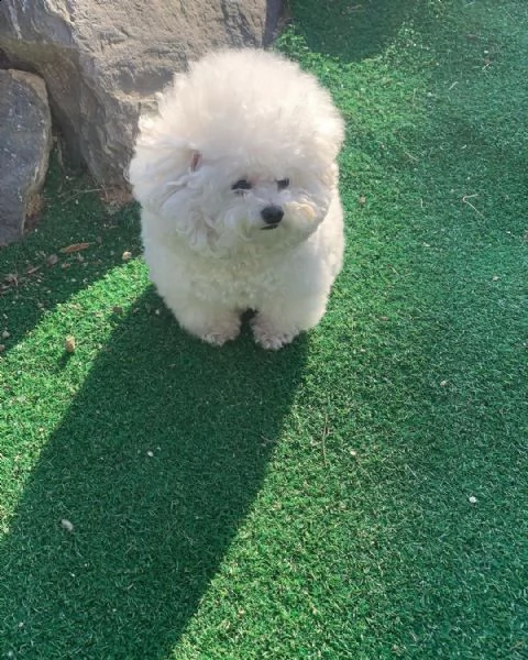 regalo bichon cuccioli meravigliosi ! 