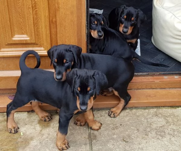 hermosos cachorros doberman,