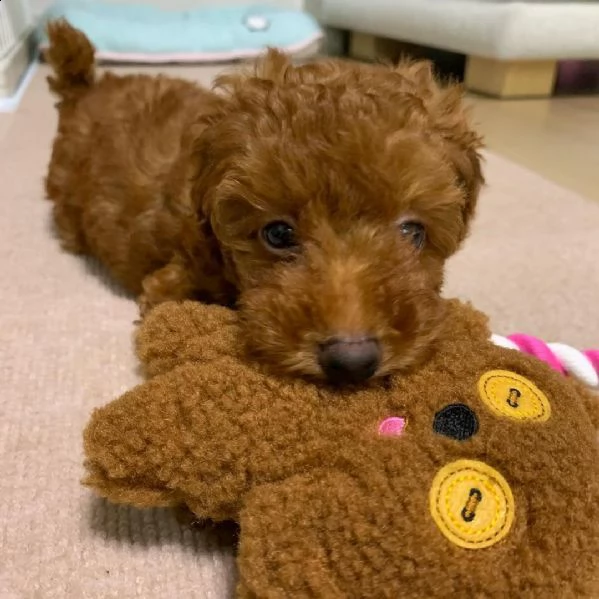 bellissimi cuccioli di barboncino toy, | Foto 0