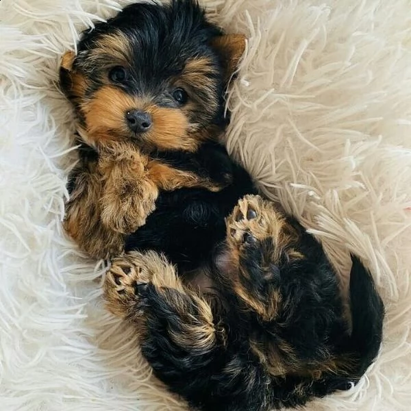 ottimi cuccioli di yorkie | Foto 3