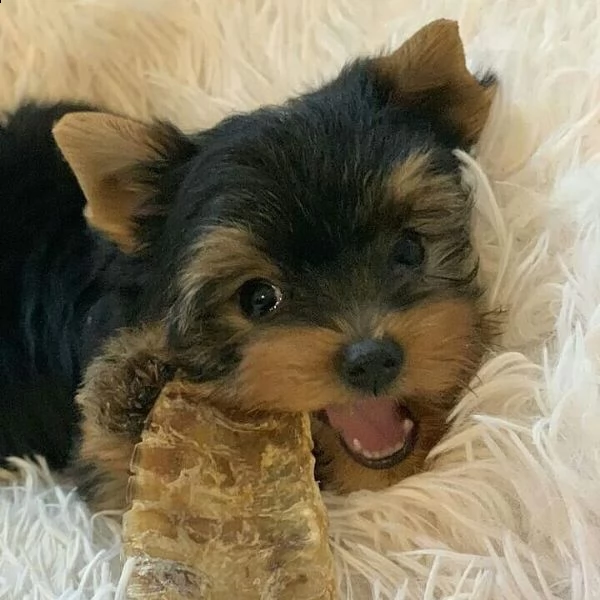 ottimi cuccioli di yorkie | Foto 1