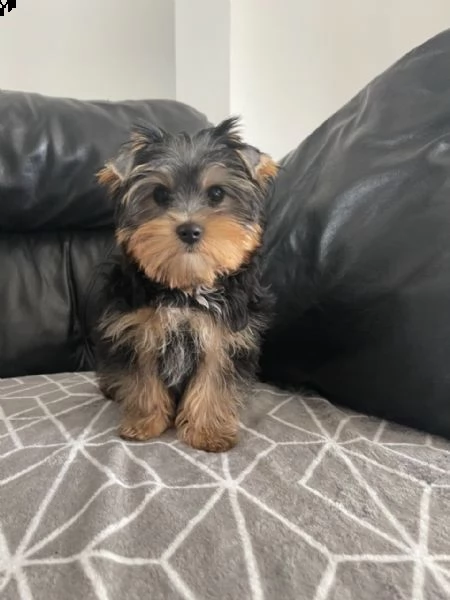 ottimi cuccioli di yorkie | Foto 0