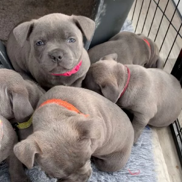 bellissimi cuccioli di staffordshire bull terrier, | Foto 1