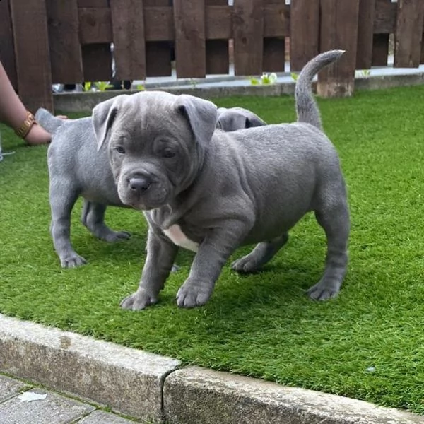 bellissimi cuccioli di staffordshire bull terrier,