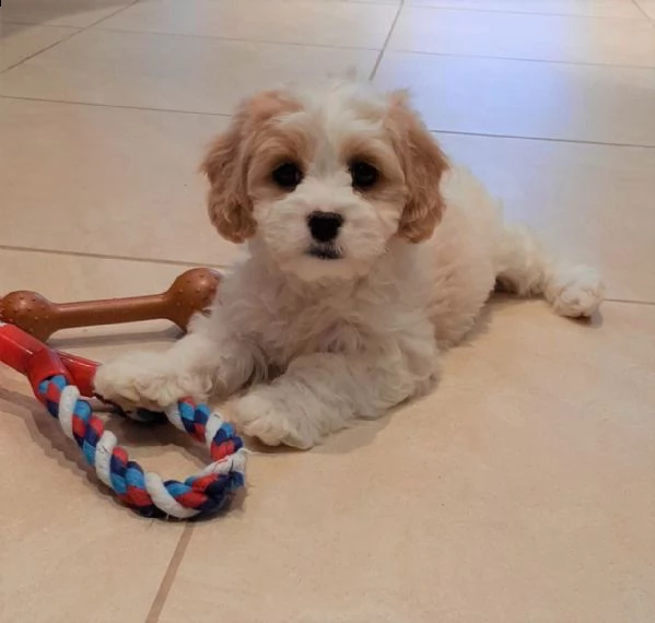 bellissimi cuccioli di cavapoo, | Foto 1