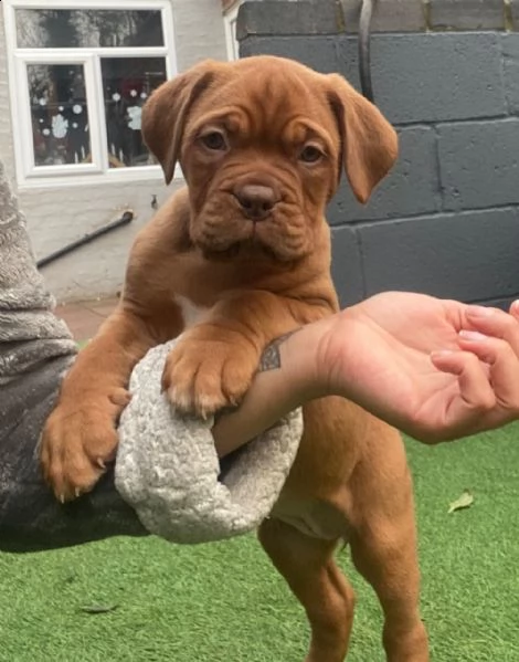 dogue de bordeaux | Foto 3