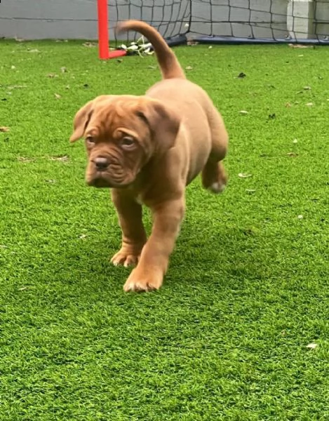 dogue de bordeaux | Foto 2