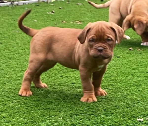 dogue de bordeaux | Foto 1