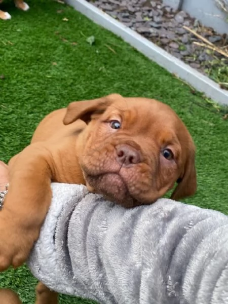 dogue de bordeaux | Foto 0