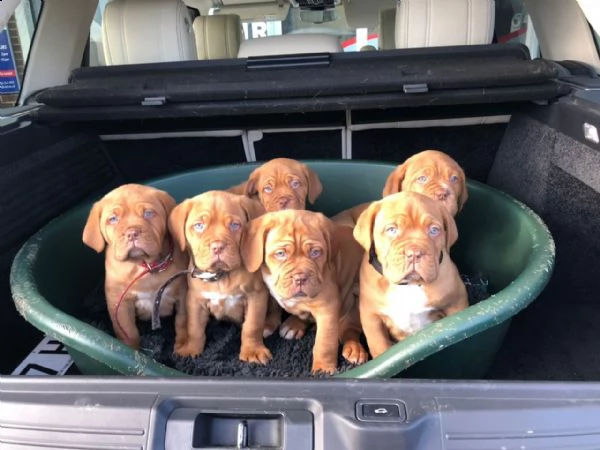 dogue de bordeaux