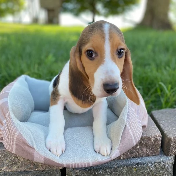 regalo beagle cuccioli per l'adozione