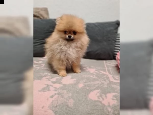  regalo molto affetuoso volpino pomerania toy | Foto 1