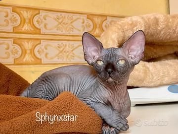 sphynx cuccioli