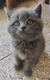 gattini british shorthair 