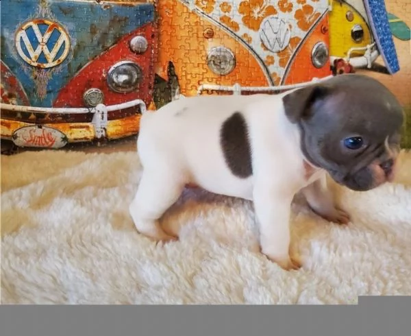 cuccioli di bulldog francese per l'adozione