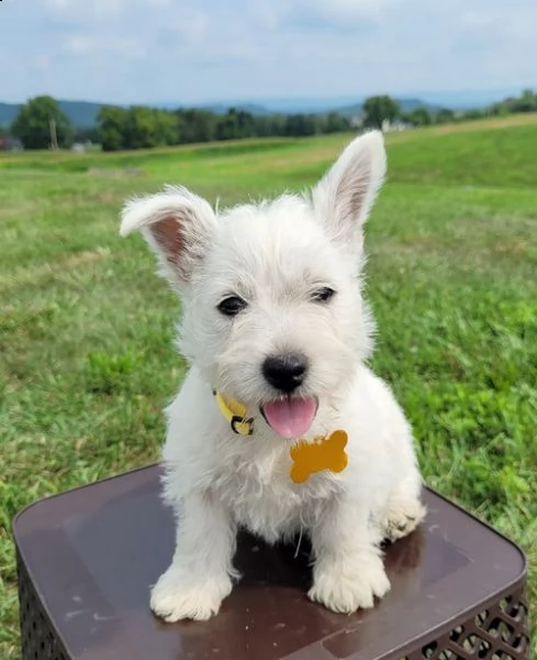 regalo adorabili cuccioli  west highland terrier bianco  femminucce e maschietti  gratuita 