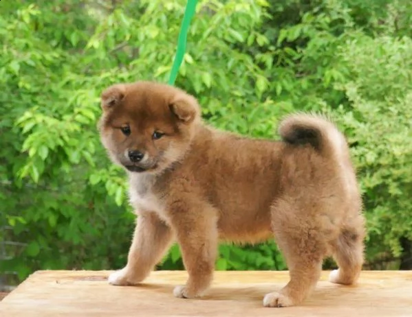 email : arwenbrades10[at]gmail[.com] molto urgente !!! regalo shiba inu cuccioli belli e simpatici. masch