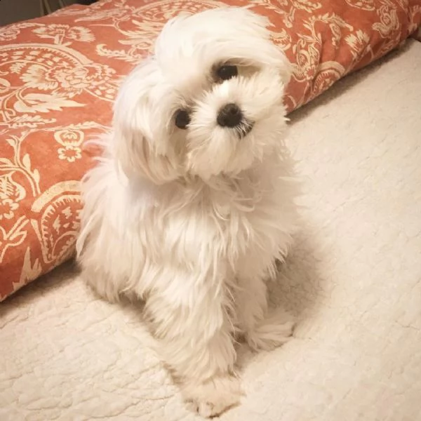 cuccioli di razza mini maltese