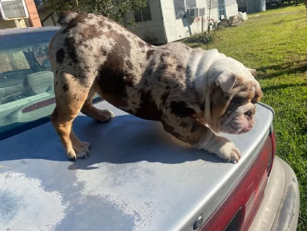 cuccioli inglese bulldog disponibili per adozione