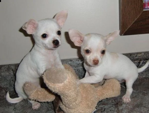 affascinanti cuccioli di chihuahua maschio e femmina akc